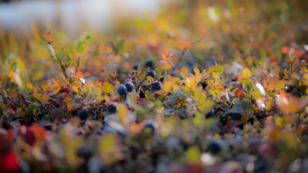 Blueberries on the Summit Creek Trail